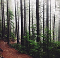 Forest Path