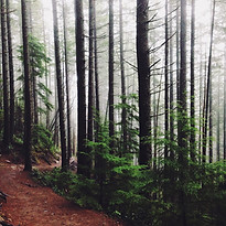 Chemin de la forêt
