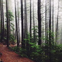 Misty Forest Trail