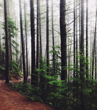 Forest Path