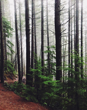 Forest Path