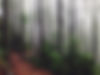 Forest Path