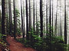 Forest Path