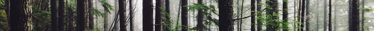 Forest Path