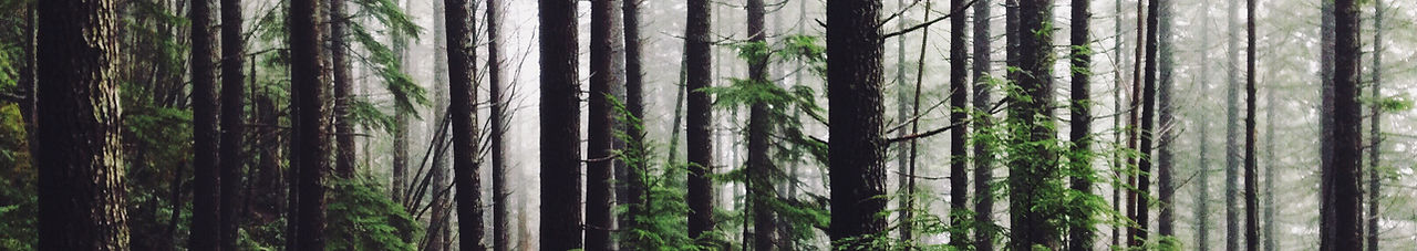 Chemin de la forêt