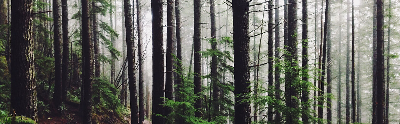 Forest Path