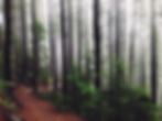 Forest Path