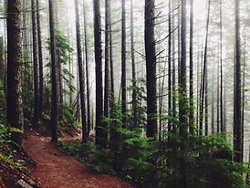 Camino de bosque
