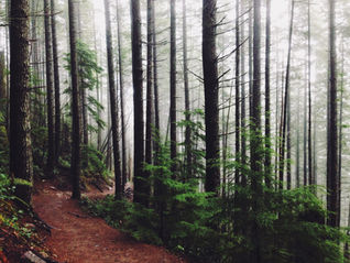 Ballycastle Forest Walk