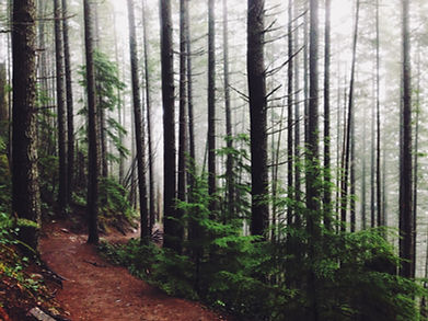 Forest Path