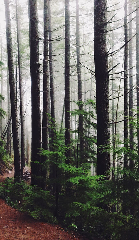 Forest Path