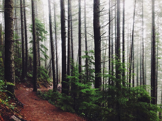 Forest Path