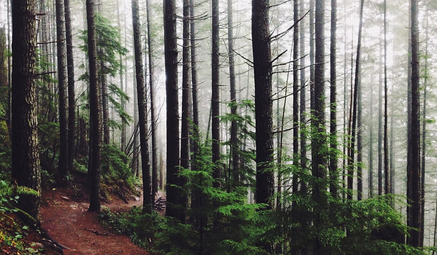 Chemin de la forêt