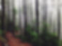 Forest Path