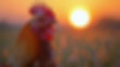 vecteezy_bright-sunrise-behind-a-rooster-in-a-field-of-grass-at-dawn_54416138.jpeg