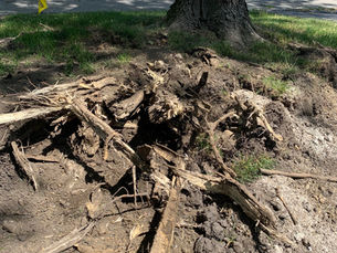 Cracked tree trunk showing winter frost damage in Westmoreland County PA yard