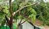 Hazardous-Tree-Removal.jpg