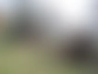 tree trimming, tree pruning, tree removal, stump grinding, brinko, tree service