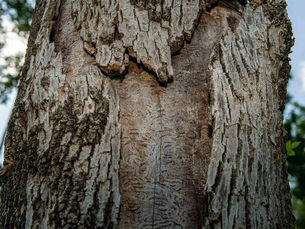 Dead ash tree with peeling bark and emerald ash borer damage on a PA residential property ready for removal