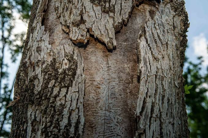 safe tree removal