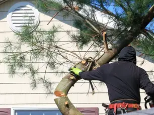Arborist assessing a large tree growing too close to a house in Westmoreland County PA