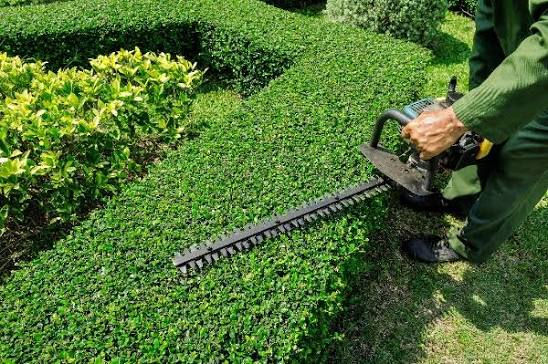 Professionally trimmed foundation shrubs at a Westmoreland County home showing correct shrub trimming results
