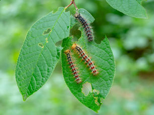 Hairy spongy moth caterpillar with blue and red spots crawling on oak bark in Western Pennsylvania