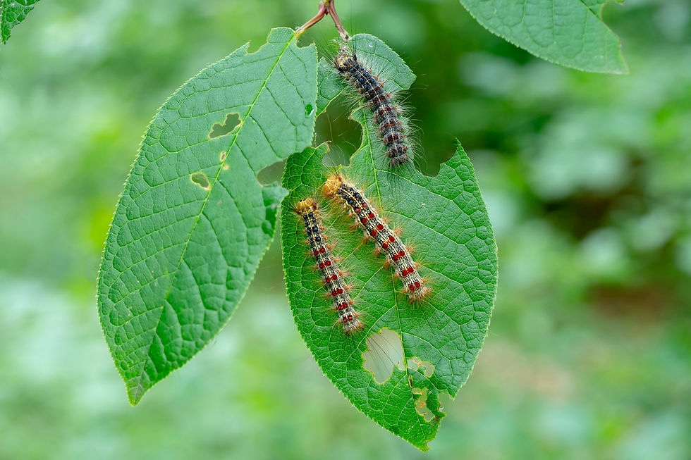 Hairy spongy moth caterpillar with blue and red spots crawling on oak bark in Western Pennsylvania