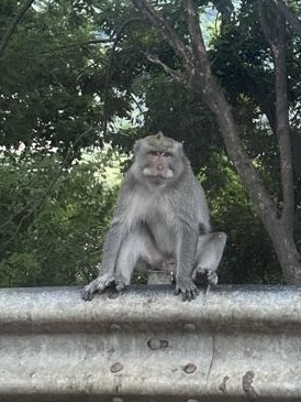 Affen in Ubud