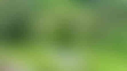 Tegallalang Reisterrasse