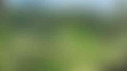 Tegallalang Reisterrasse