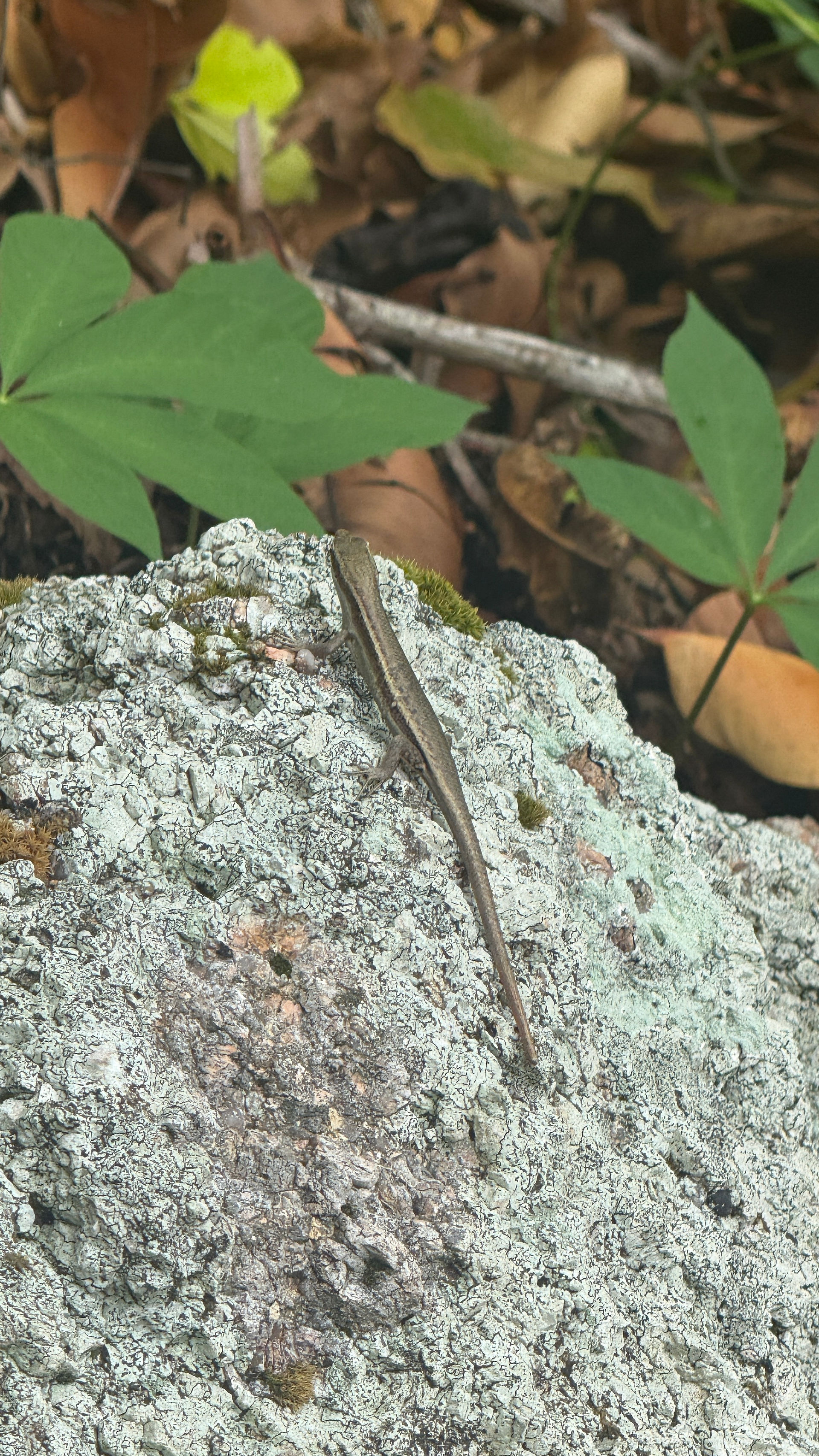 Seychellen-Skink