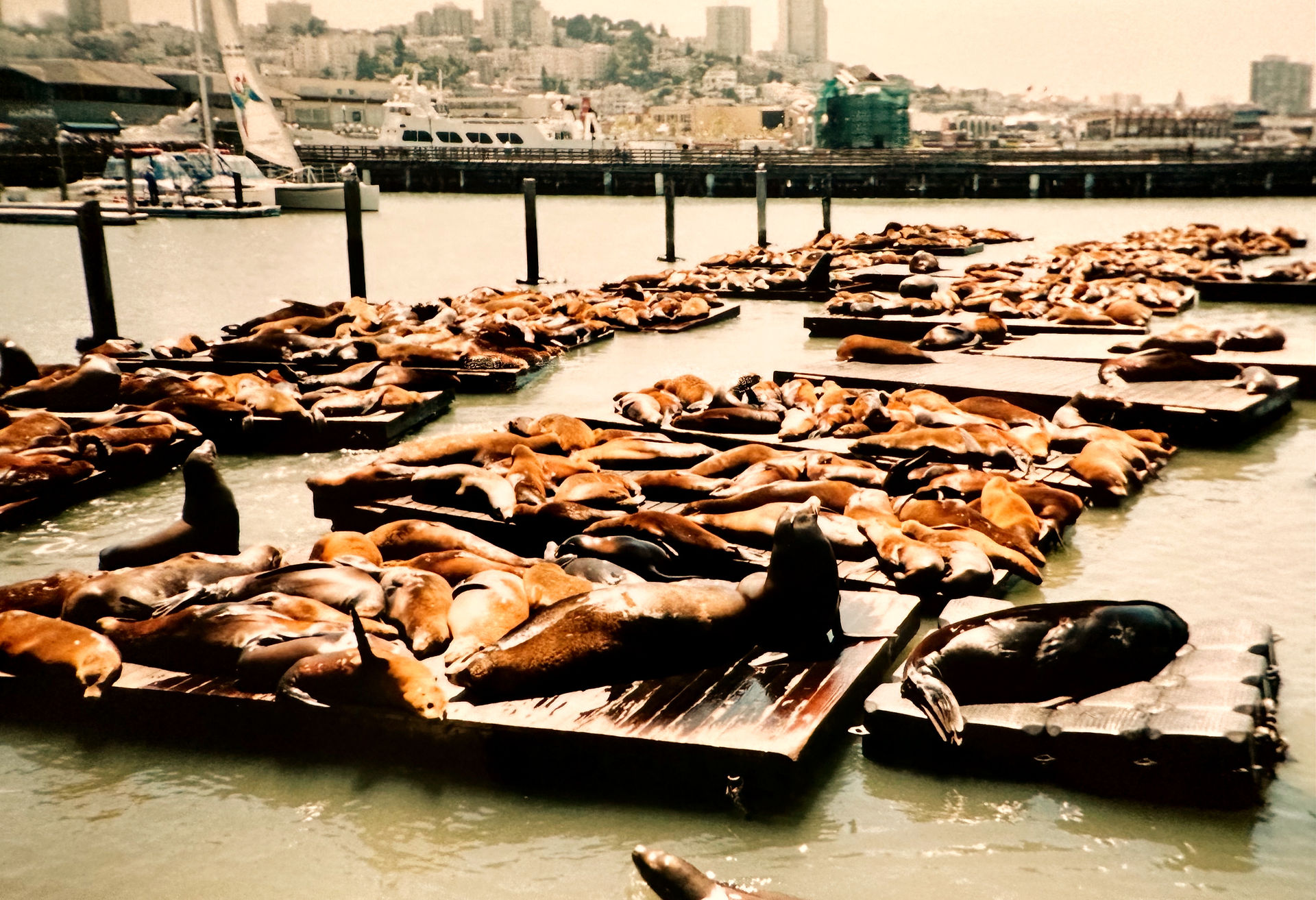 Seelöwen am Pier 39