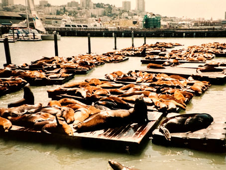 Seelöwen am Pier 39