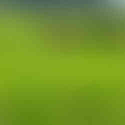 Jatiluwih Reisterrassen