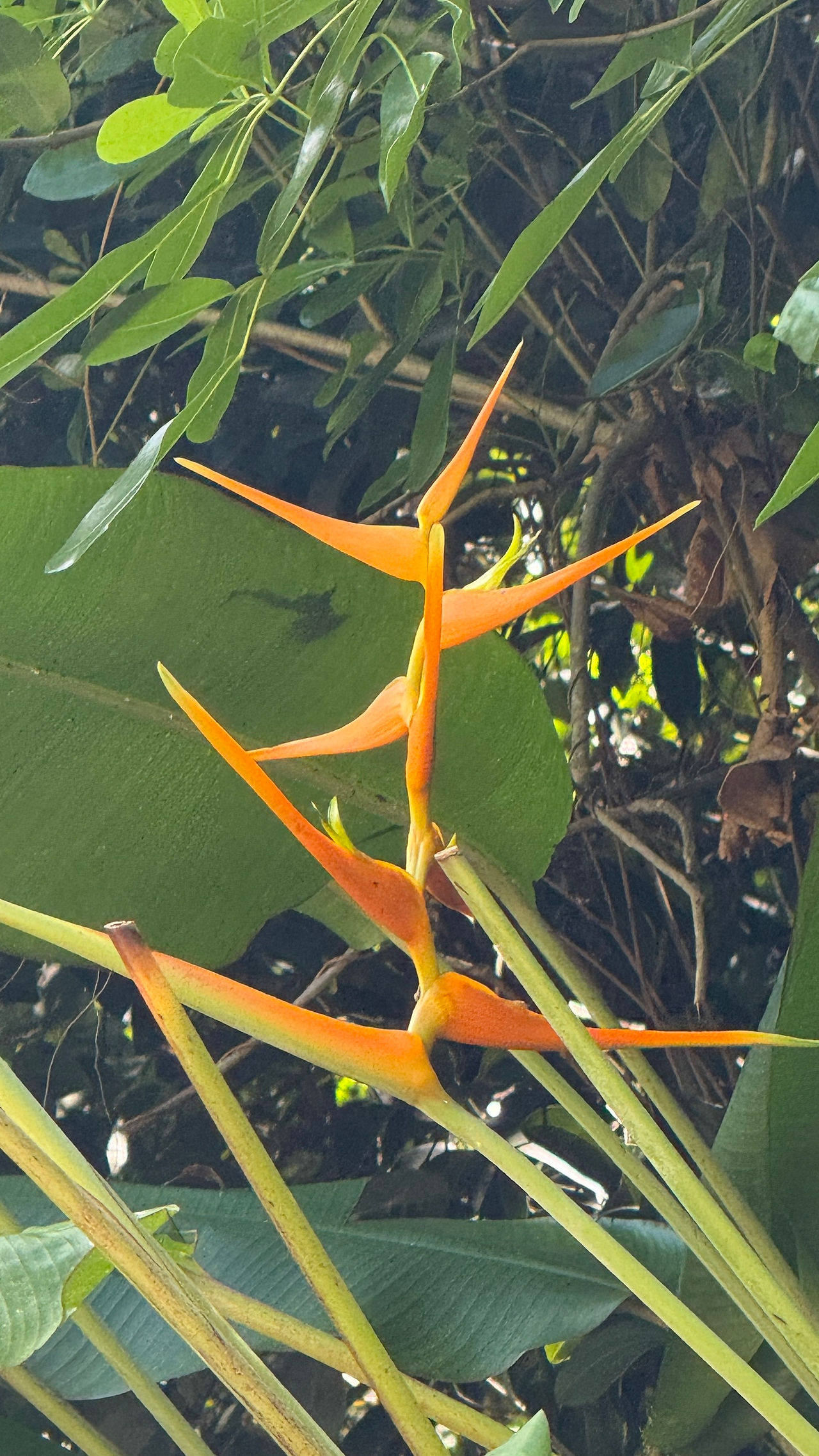Heliconia metallica (Hummerschere)
