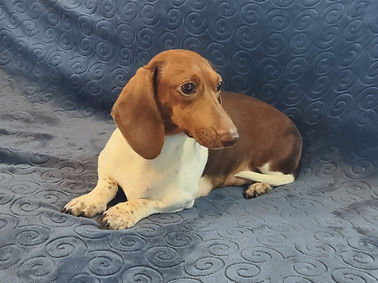 Millie.jpg