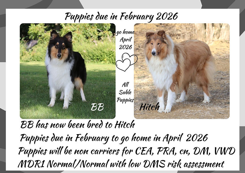 BB bred to Hitch.jpg