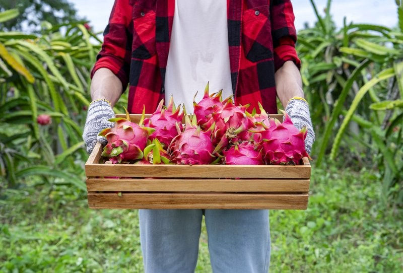 Fresh dragon fruit