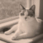 ChatGPT Image Aug 24, 2025, 03_28_37 PM_edited.jpg