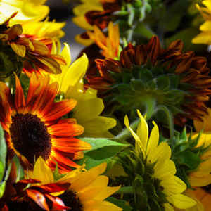 Flowers from Lone Birch Microfarm