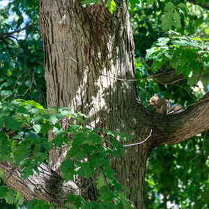 Wide Aperature Shot, A squirrel in a tree on campus