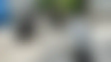 El Pinar activa una nueva campaña municipal de esterilización de colonias felinas