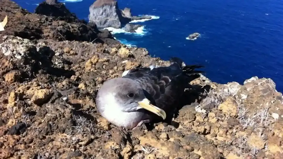 El Cabildo de El Hierro activa la campaña anual de atención a la pardela cenicienta