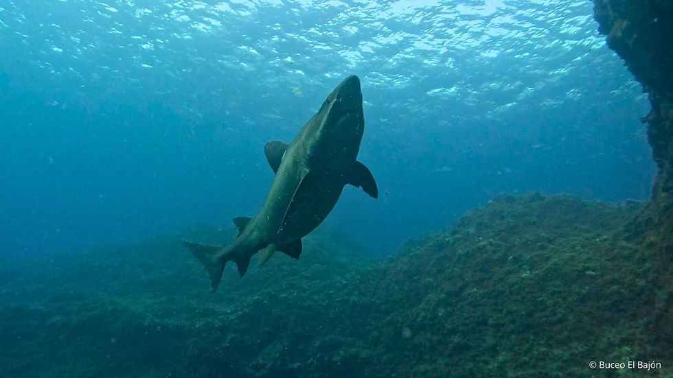 El tiburón solrayo regresa a las aguas de El Hierro tras seis años de ausencia