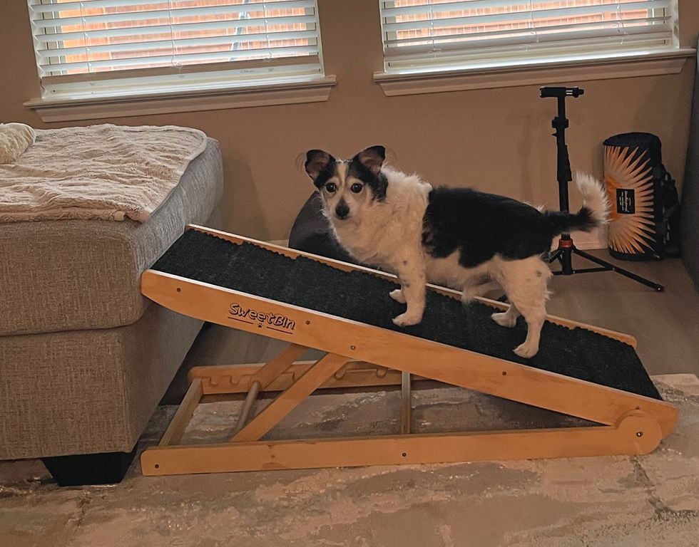 Dog on a black ramp l beside a gray couch. Background includes windows, blinds, and a tripod. Cozy indoor setting.