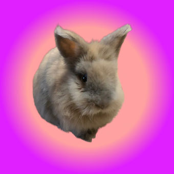 Hoppy pink.jpg