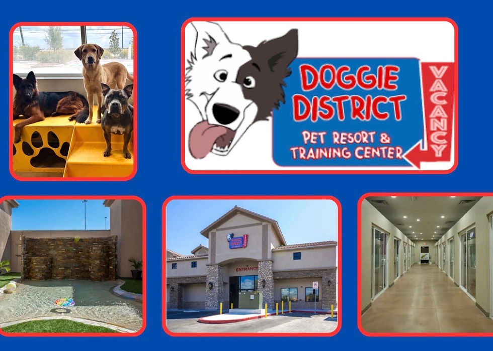 Collage of dogs at a pet resort and training center, with Doggie District Vacancy sign and building, play area, and hallway interiors