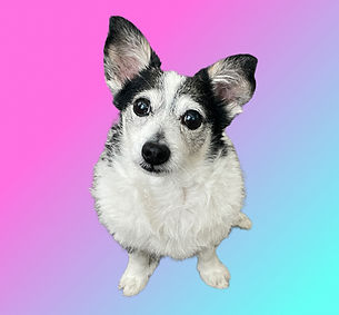 Black and white terrier mix dog against a pink and turquoise background