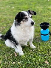 Black and white terrier mix dog sitting on green grass next t a blue pet water bottle.